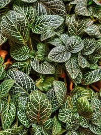 Full frame shot of leaves