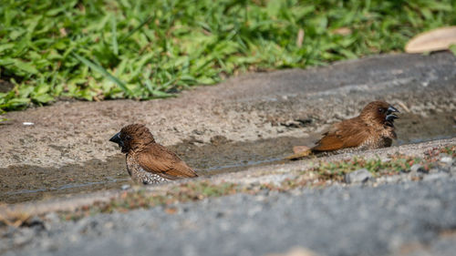 Side view of two birds on land