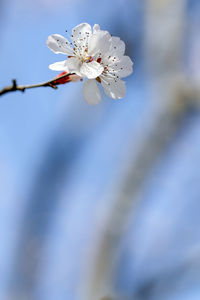 Beautiful pink peach blossoms in full bloom in spring