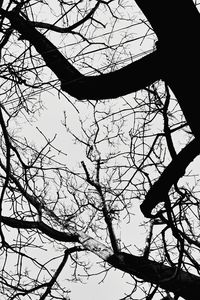 Low angle view of silhouette bare tree against sky