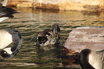 Ducks swimming in lake