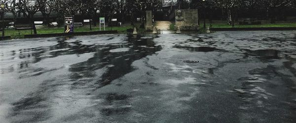 Reflection of trees in puddle