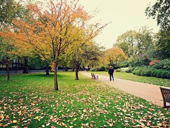 Trees in park