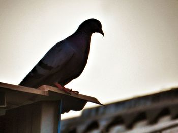 Low angle view of birds perching on wall