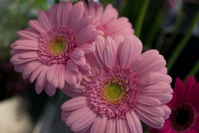 Close-up of pink flowers