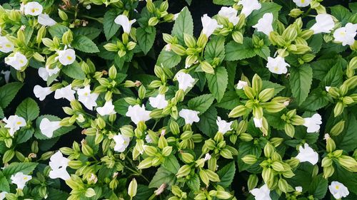 Close-up of white flowers blooming outdoors