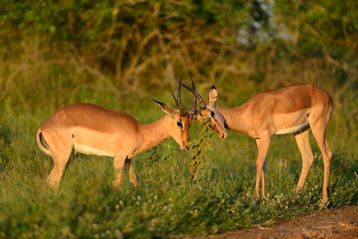 Side view of deer standing on field