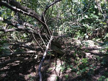 Close-up of tree in forest