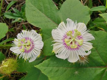High angle view of white flowering plant