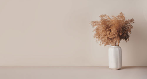 Close-up of plant against white background