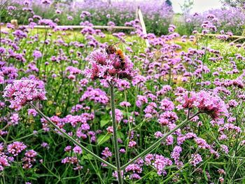 Close-up of pink flowers blooming outdoors