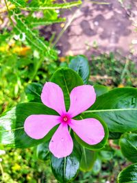 High angle view of pink flowering plant