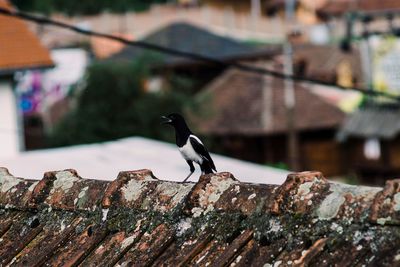 Bird perching on a roof