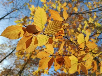 Yellow autumn leaves and blue sky