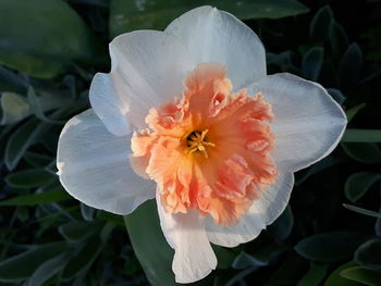 Close-up of white rose flower
