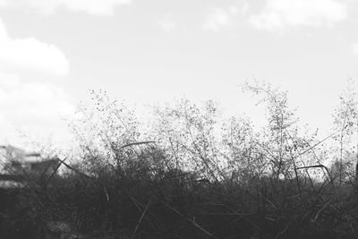 Close-up of birds against sky