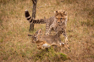 View of young cheetah hunting hare on field