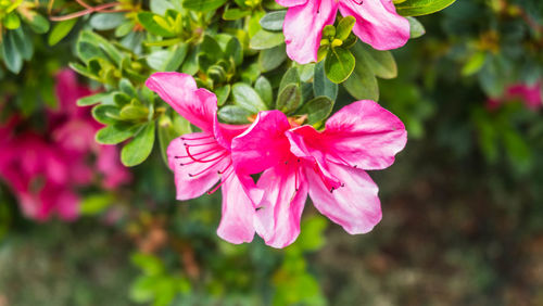 Close-up of pink flowers blooming outdoors