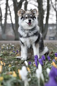 Portrait of a young puppy finnish lapphund dog sitting behind flowers in spring