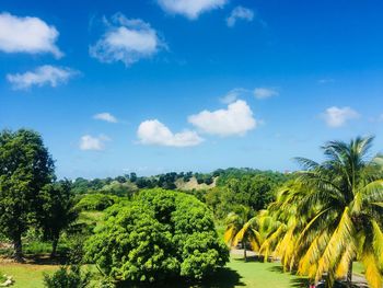 Scenic view of palm trees against sky