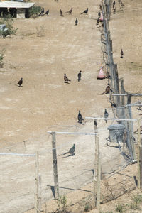 High angle view of birds perching on old building