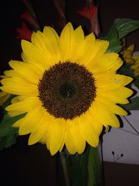 Close-up of sunflower