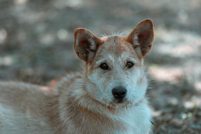 Portrait of dog standing outdoors