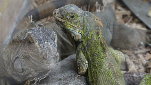 Close-up of iguana