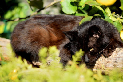 View of a panda relaxing on field