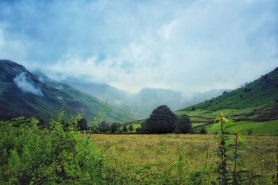 Scenic view of field against sky