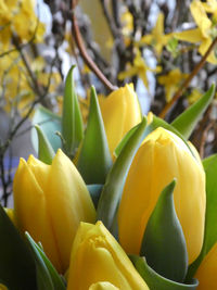 Close-up of yellow berries on plant
