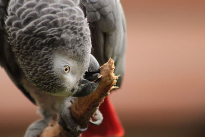 Close-up of person eating bird