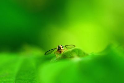 Close-up of insect on leaf
