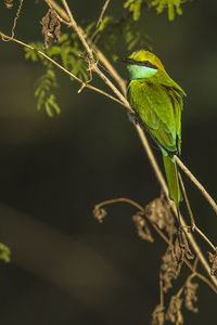 Close-up of bird perching on branch