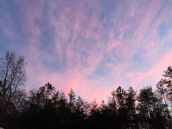 Low angle view of trees against sky