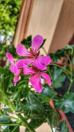 Close-up of pink flowers blooming outdoors