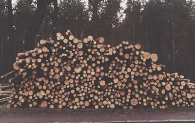 Pile of logs