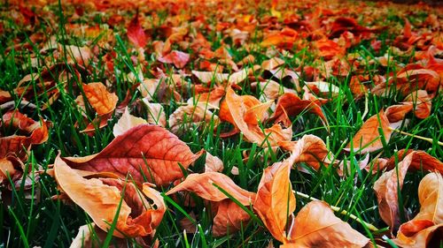 Autumn leaves on field