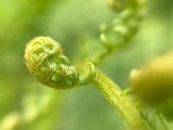 Close-up of plant