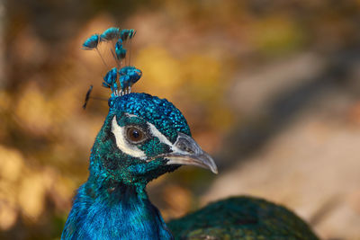 Close up portrait of a pavo cristatus, indian peafowl