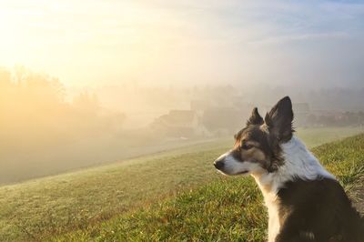 Dog standing on grassy field