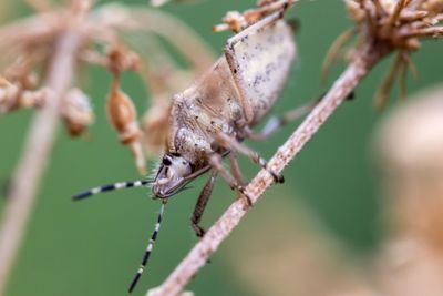 Close-up of insect on plant