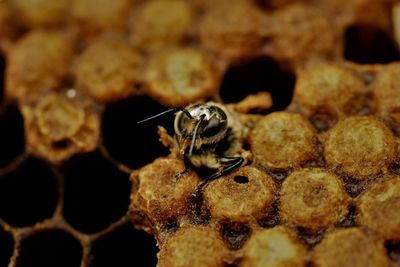 Close-up of bee on leaf