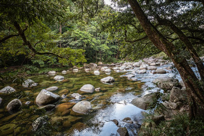 Trees growing by river in forest