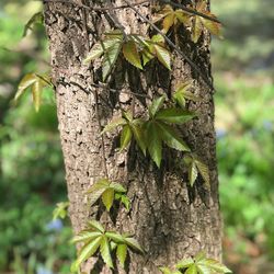 Close-up of tree trunk in forest