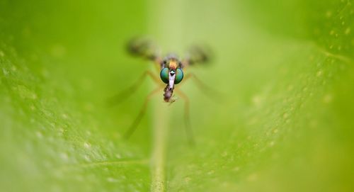 Close-up of insect on leaf