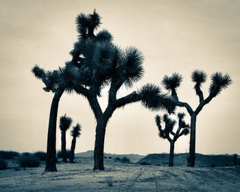 Palm trees on landscape against sky