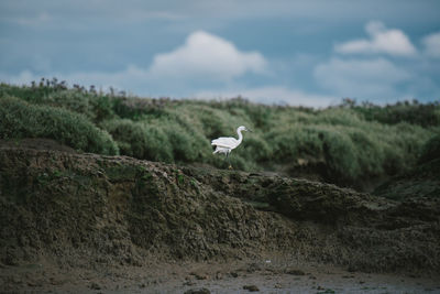 Seagull flying over a land