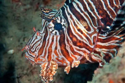 Close-up of fish swimming in sea