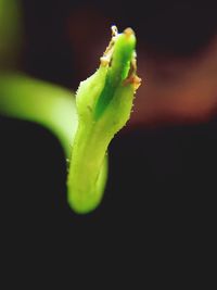 Close-up of plant